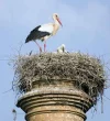 white-stork-spain-2006.webp