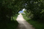 0313-path before Villatuerta (Obanos-Estella, 19.05.2011).webp