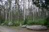 1557-eucalyptus wood before Salceda (Melide-Brea, 21.06.2011).jpg