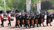 irish guards.webp