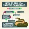 how-to-tell-if-a-snake-is-dangerous-no-are-45703892.webp