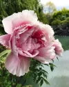 SP Peonie.webp