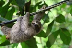 sloth.webp