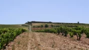 Briñas; Walking through the Vineyards Scene.JPG