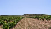 Briñas; Walking through the Vineyards Scene 0.webp