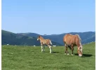 Horses.webp