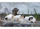 Cats.webp