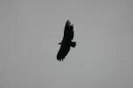 0044-eagles after Pic D\'Orisson (St.Jean Pied de Port-Roncesvalles,15.05.2011).webp