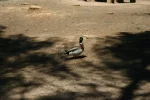 0495-ducks at La Grajera lake (Logrono-Navarette, 23.05.2011).webp