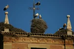 0548-storks nests on monastery of Sta.Maria de la Real (Najera, 25.05.2011).webp