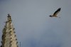 0841-stork on the tower of Cathedral (Burgos, 31.05.2011).jpg