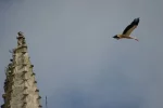 0841-stork on the tower of Cathedral (Burgos, 31.05.2011).webp