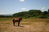 1366-horse in the field before Cacabelos (Ponferrada-Villafranca del Bierzo, 14.06.2011).jpg