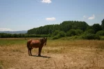 1366-horse in the field before Cacabelos (Ponferrada-Villafranca del Bierzo, 14.06.2011).webp