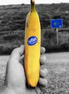 Great Banana after Navarrete.webp