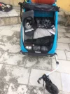 cat in bike trailer Castrojeriz, April 2019.jpg