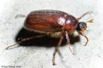 20090615070900_junebug-beetle.webp