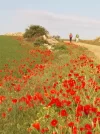 day 2 POPPIES n there were many of them today..webp