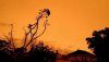 Image result for australian wildfires are turning the nz sky apocalyptic orange