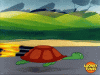 Rocket tortoise GIF.gif