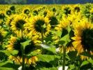 sunflowers.webp