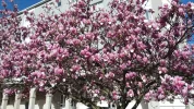 045MagnoliaTree.webp