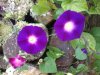 IMG_1555 Santa Catalina morning glory.jpg