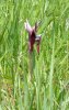 070 Serapias lingua-tongue orchid.jpg