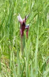 070 Serapias lingua-tongue orchid.webp