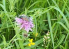 five-spot burnet.webp