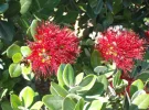 pohutukawa-2.webp