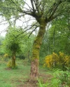 cork oak.webp