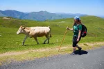 Me walking with cows 2.jpg