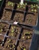 Seedlings.jpg