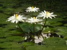 Today's waterlily garden (2).JPG