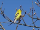 goldfinch1.jpg