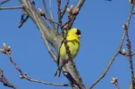 goldfinch2.jpg