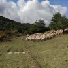 sheep-mud.jpg