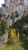 cliff-trees.webp