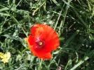 3 Sep #12 Poppy by the Way to Santo Domingo de Calzada.webp