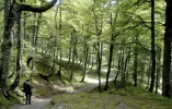 Roncesvalles.webp