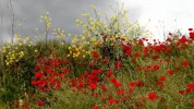 camino pic flowers2.webp