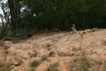 0346-rabbits (Almansa-Alpera, 15.06.2015).webp