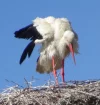 stork.jpg