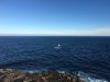 Whales at The Blowholes June 20.JPG