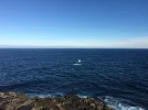 Whales at The Blowholes June 20.webp