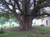 Ancient yew tree.jpg