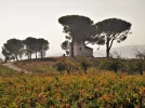 Vineyard between Valtuille de Arriba Villa Franca14102017.webp