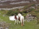 Mare & Foal .webp