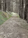 Forest Path.webp